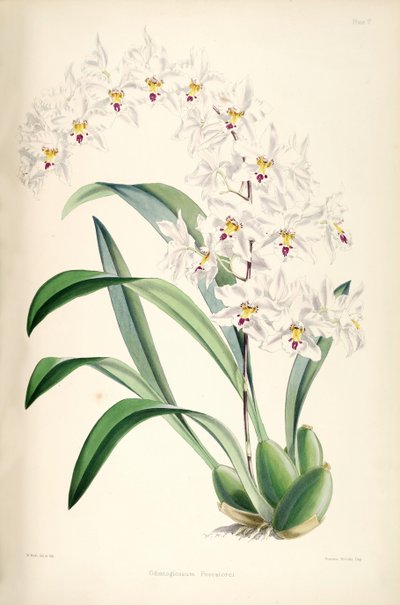 Illustration of Odontoglossum nobile (as syn. Odontoglossum pescatorei) by James Bateman